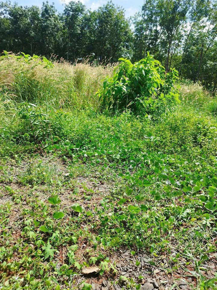 Đất nền Lộc Thiện 10.000m² giá 300 triệu - Sổ đỏ chính chủ, gần trường học!