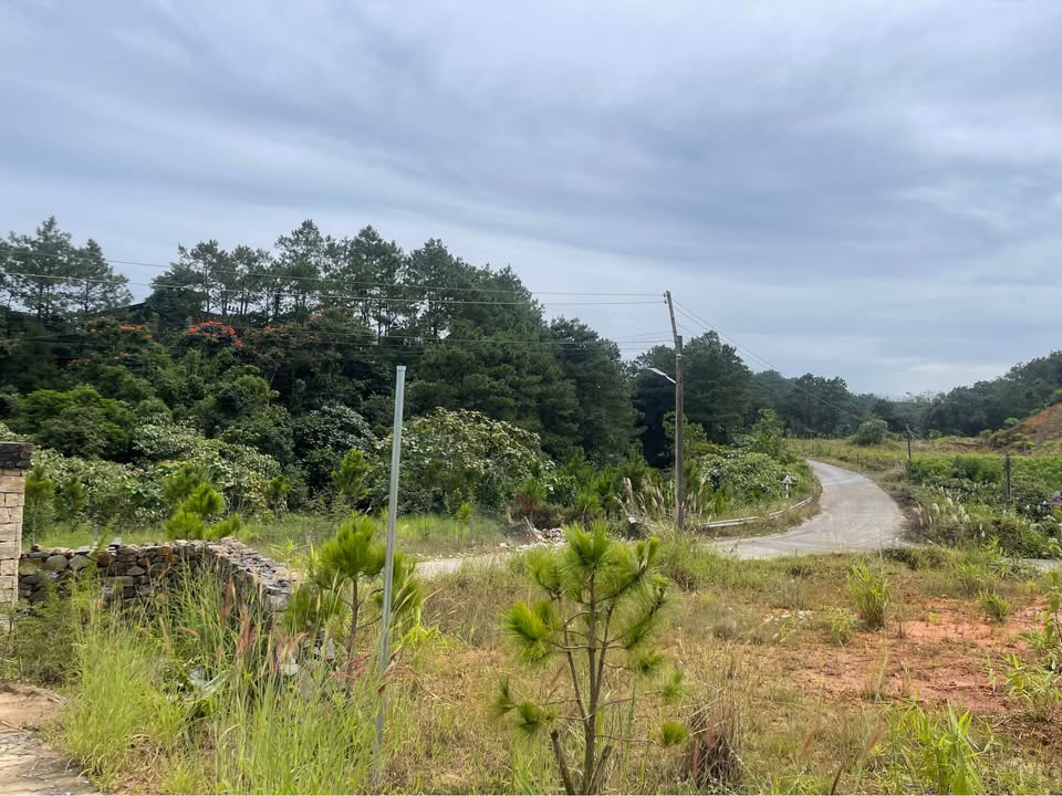 Đất nghỉ dưỡng B'lao Sire 1829m² giá 2.3 tỷ - View rừng thông tuyệt đẹp!