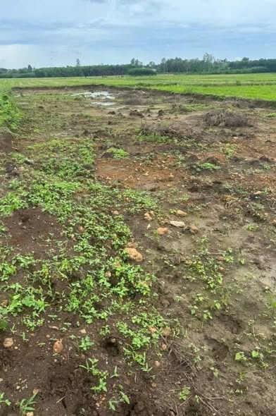 Đất nền Bình Trung 250m² giá 100 triệu - Sổ riêng chính chủ, đầu tư sinh lời!