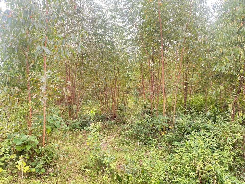 Đất Farm Yên Sơn - Phú Thọ 1.4ha giá 3 tỷ - Phù hợp nghỉ dưỡng và trang trại!