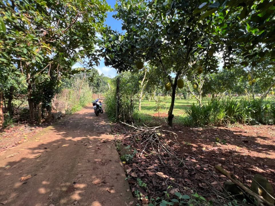 Đất thổ cư xã Bảo Bình 2000m² giá 2.2 tỷ - Đầu tư sinh lời tuyệt vời!