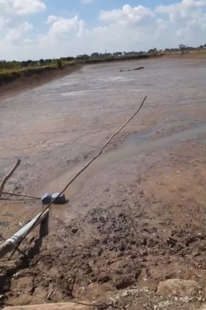 Farm 70.000m² tại xã An Phong, huyện Thanh Bình - Giá 2,2 tỷ, sẵn sàng đầu tư!