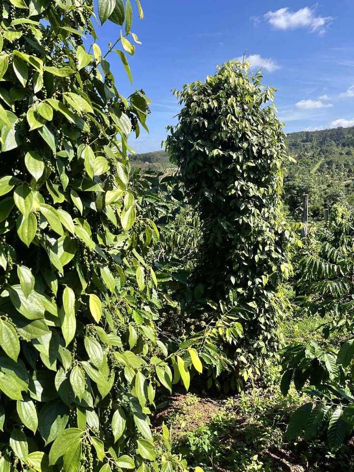 Đất nông nghiệp Eakhal 1.2ha giá 1.75 tỷ - Sổ đỏ chính chủ, đầu tư sinh lời!