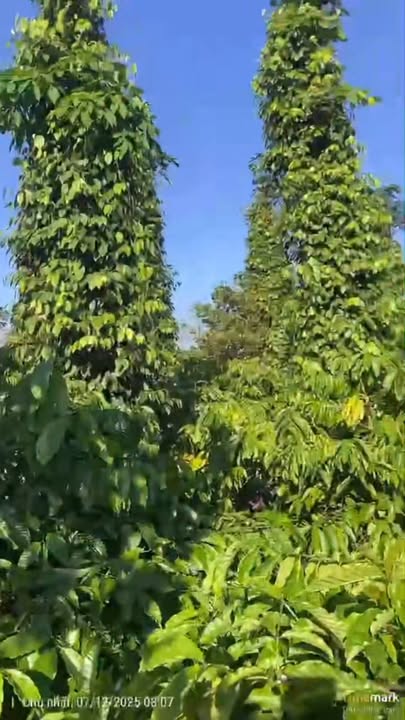 Đất ở Ea M'Droh 1ha giá 175 triệu - Cơ hội đầu tư tuyệt vời!