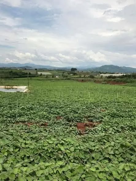 Đất nông nghiệp 1.1ha tại xã N'Thol Hạ, Lâm Đồng - Giá chỉ 825 triệu!