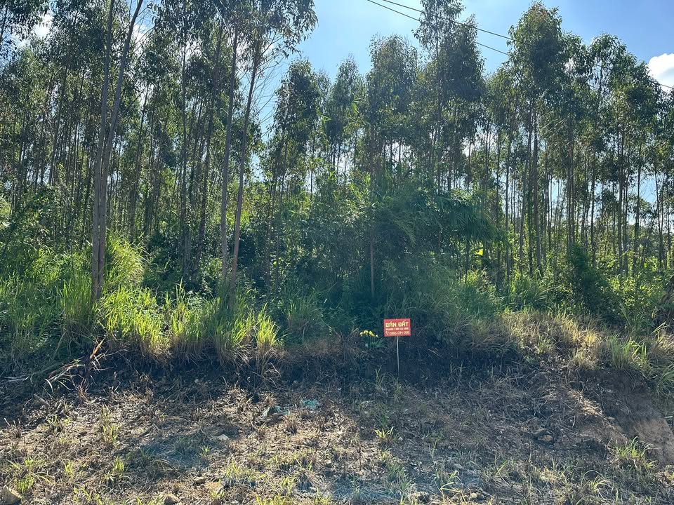 Đất nền chính chủ tại thôn 3, xã Hà Tam, huyện Đak Pơ - Diện tích 1058m², giá thương lượng!