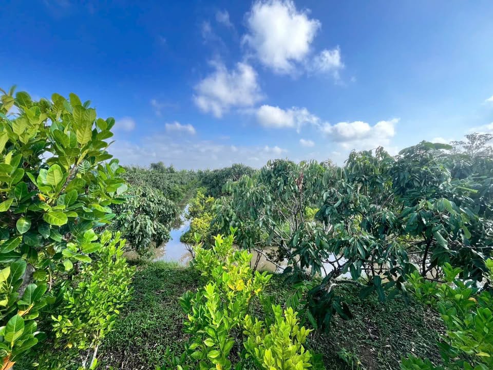 Đất vườn nhãn Trường Long, Phong Điền 2000m² giá 2.6 tỷ - Siêu đẹp, đang cho thu hoạch!