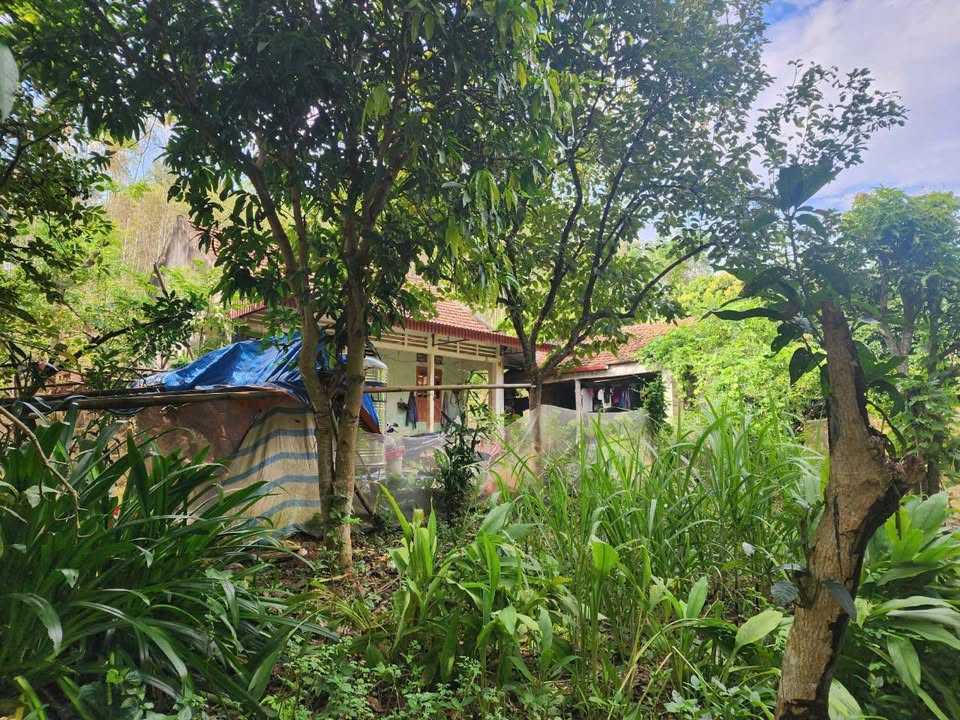 Bán vườn tại xã Xuân Lương, huyện Yên Thế, Bắc Giang - 6400m² giá chỉ 2.5 tỷ