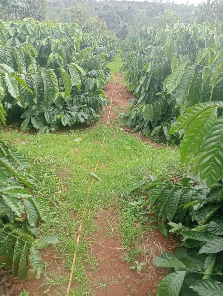 Đất nền 4.5 sào tại phường Đoàn Kết, Buôn Hồ - Giá chỉ 1.9 tỷ VND, đầu tư sinh lời ngay!