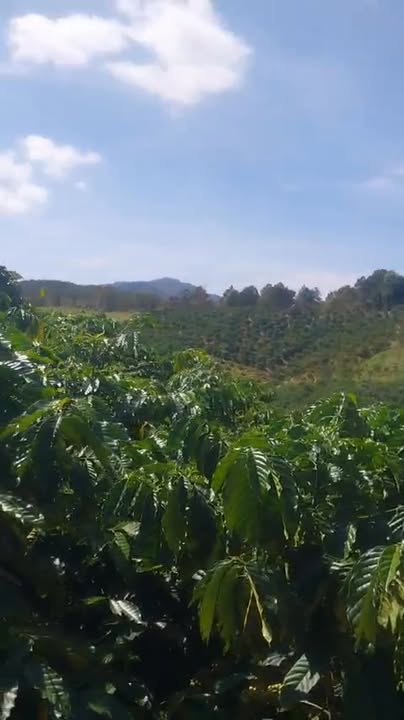 Đất nền Đà Loan, Đức Trọng 10000m² giá 4.2 tỷ - Sổ đỏ chính chủ, đầu tư tiềm năng!