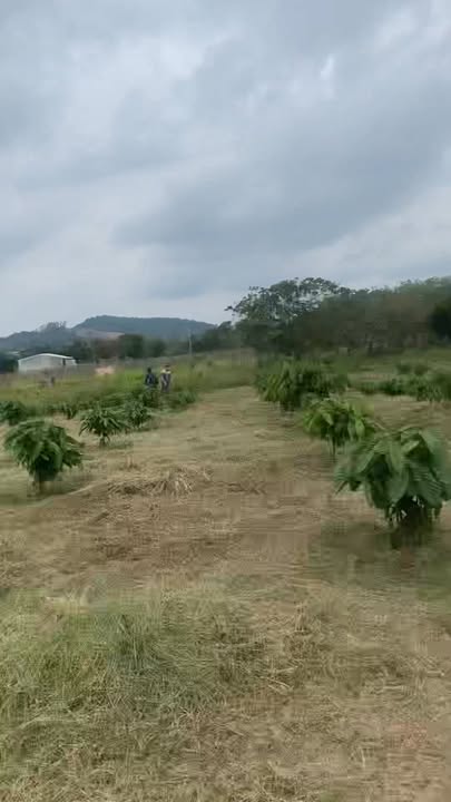 Farm 25,200m² tại Ea Kar, Đắk Lắk giá 1 tỷ - Đầu tư sinh lời hấp dẫn!