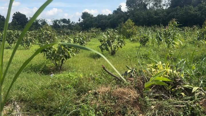 Đất nền 60m² tại Ea Kmút, Ea Kar - Giá chỉ 100 triệu, cơ hội đầu tư hấp dẫn!