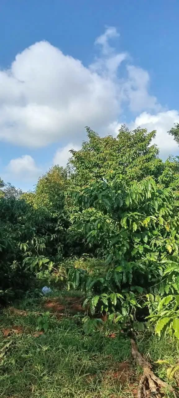 Farm Hòa Đông 5500m² giá 2.9 tỷ - Cơ hội đầu tư sinh lời!