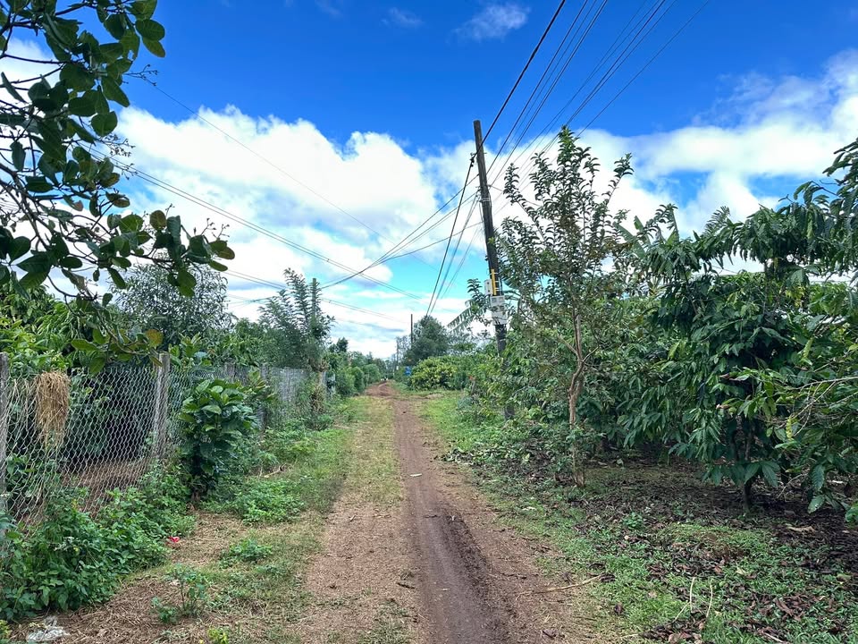 Đất nền Trường Sơn, Ia Hrung, Gia Lai 280m² giá 300 triệu - Đầu tư sinh lời hấp dẫn!