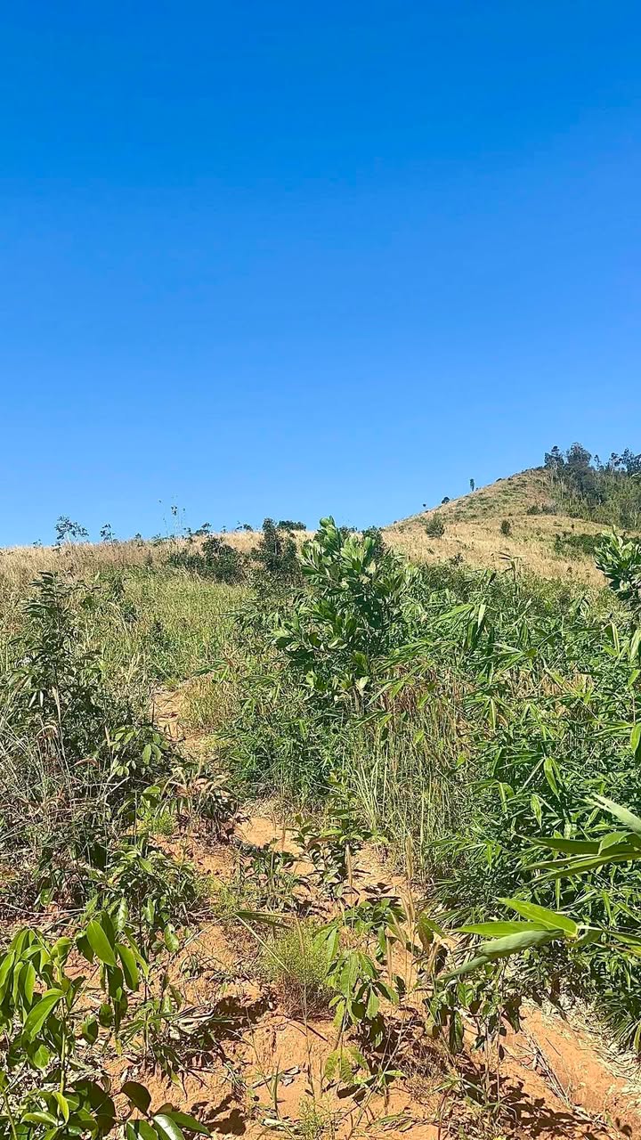 Đất nông nghiệp 3ha Đăk Pxi Kon Tum giá chỉ 300 triệu - Đầu tư sinh lời ngay!