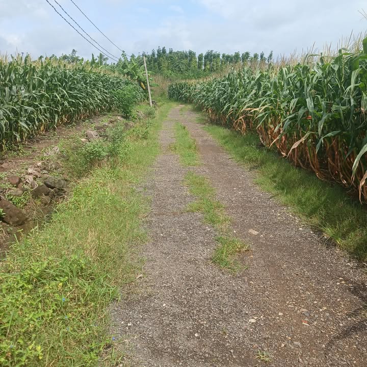 Đất nền xã Sông Ray, Cẩm Mỹ 1,8 sào giá chỉ 700 triệu - Cơ hội đầu tư tuyệt vời!