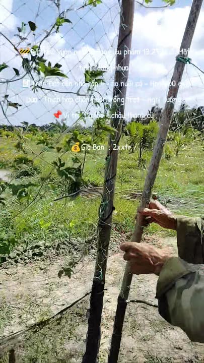 Đất nhà vườn Đa Lộc, Châu Thành, Trà Vinh 13.277m² - Cơ hội đầu tư lý tưởng!