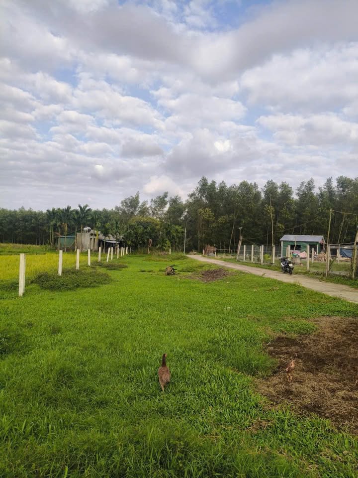 Farm Tịnh Hiệp Sơn Tịnh 900m² giá 300 triệu - Cơ hội tuyệt vời cho bạn!