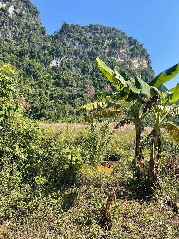 Đất Lùng Càng Phong Quang 4155m² giá 500 triệu - Đường bê tông, view suối