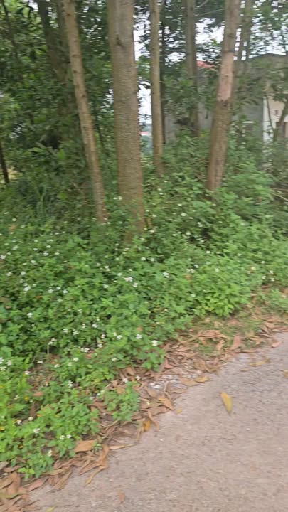 Đất thổ cư tại Tam Hiệp, Yên Thế 101m² giá chỉ 1.05 tỷ - Cơ hội đầu tư tuyệt vời!