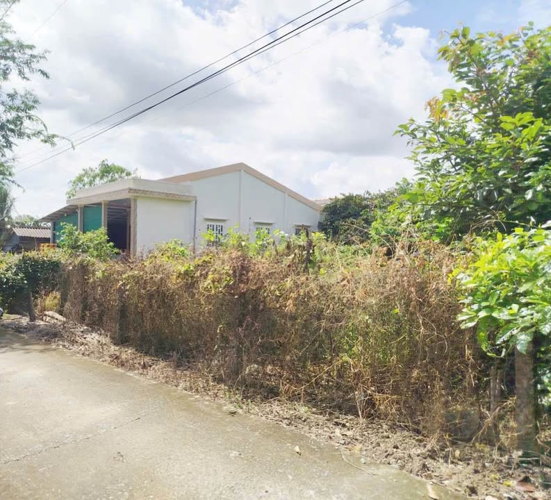 Đất ở ấp Bình An, Tân Trụ, Long An 1.339m² giá 1.5 tỷ - Khu dân cư đông đúc!