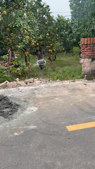 Đất Hát Môn Phúc Thọ 99m² giá thỏa thuận - Kinh doanh sầm uất, ô tô tránh nhau!