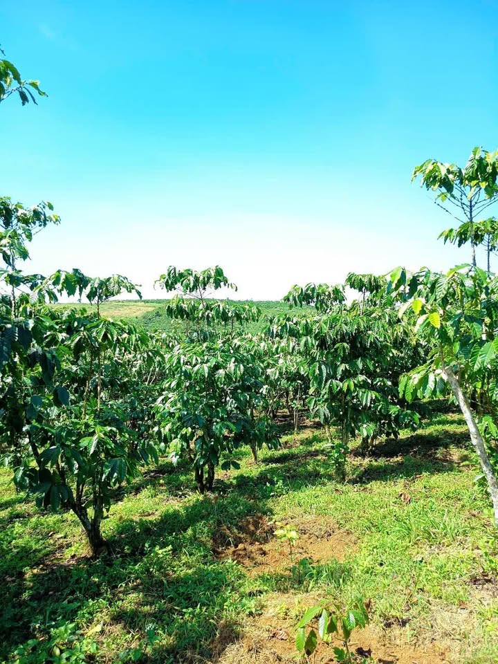 Đất Lộc Quảng Bảo Lâm 10,800m² giá 2.1 tỷ - Đầu tư tiềm năng cao!