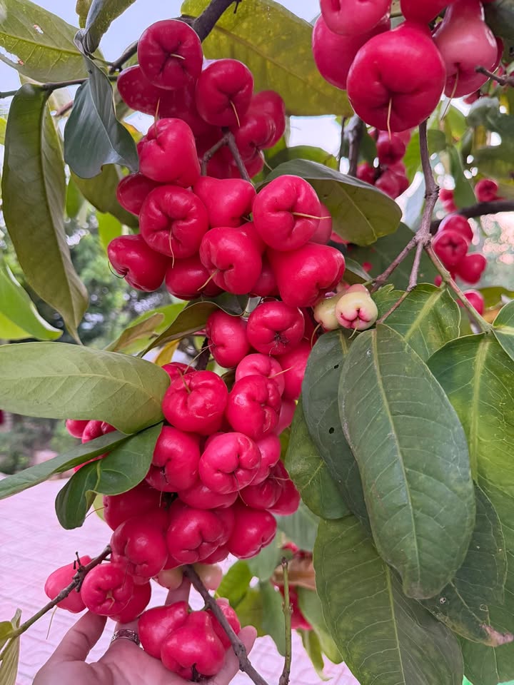 Đất thổ cư 300m² tại Tân Thạnh Tây, Củ Chi - Giá 3.2 tỷ, phù hợp xây nhà vườn!