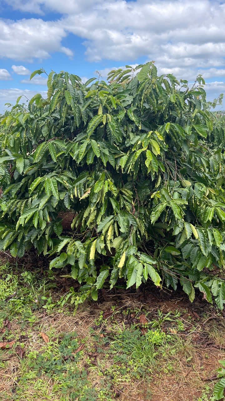 Đất rẫy Chư Pơng 1ha giá 2.2 tỷ - Đầu tư sinh lời cao!