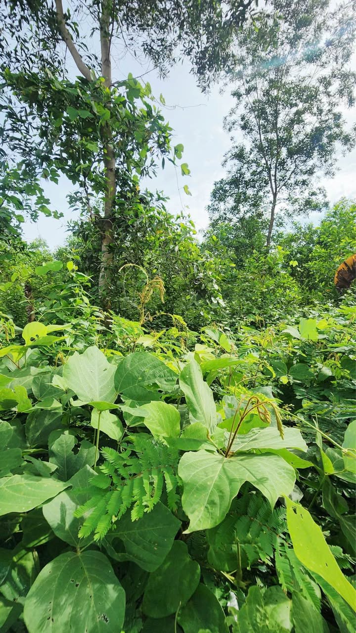 Đất nền Khánh Thượng, Khánh Vĩnh 4300m² giá 279 triệu - Cơ hội đầu tư hấp dẫn!