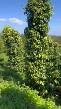 Lô đất nông nghiệp 1,2ha tại Đắk Lắk giá 1,75 tỷ - Đầu tư sinh lời cao!