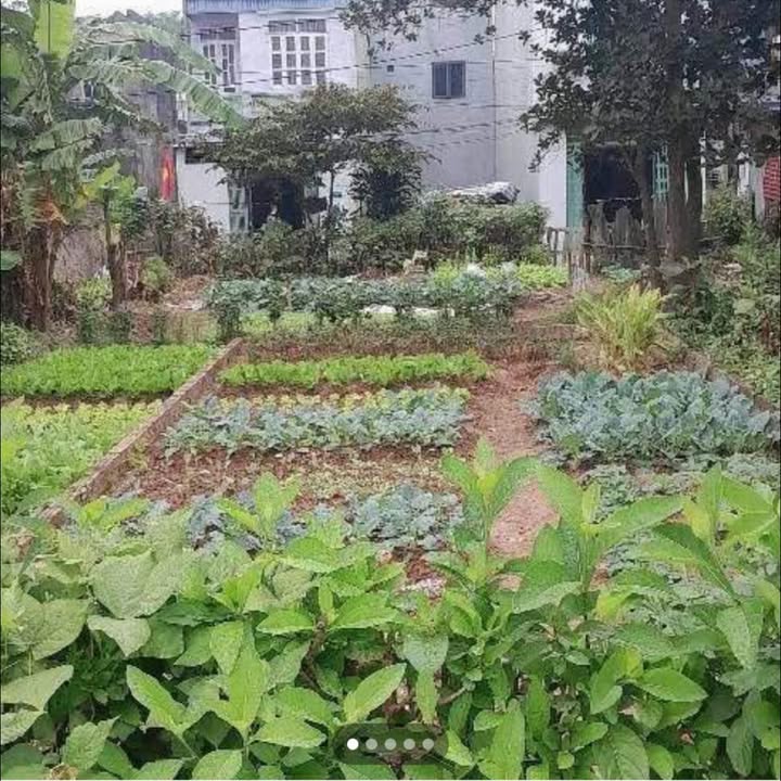 Đất thổ cư Hương Đình, Nội Bài 60.8m² giá 3 tỷ - Cơ hội vàng đầu tư!