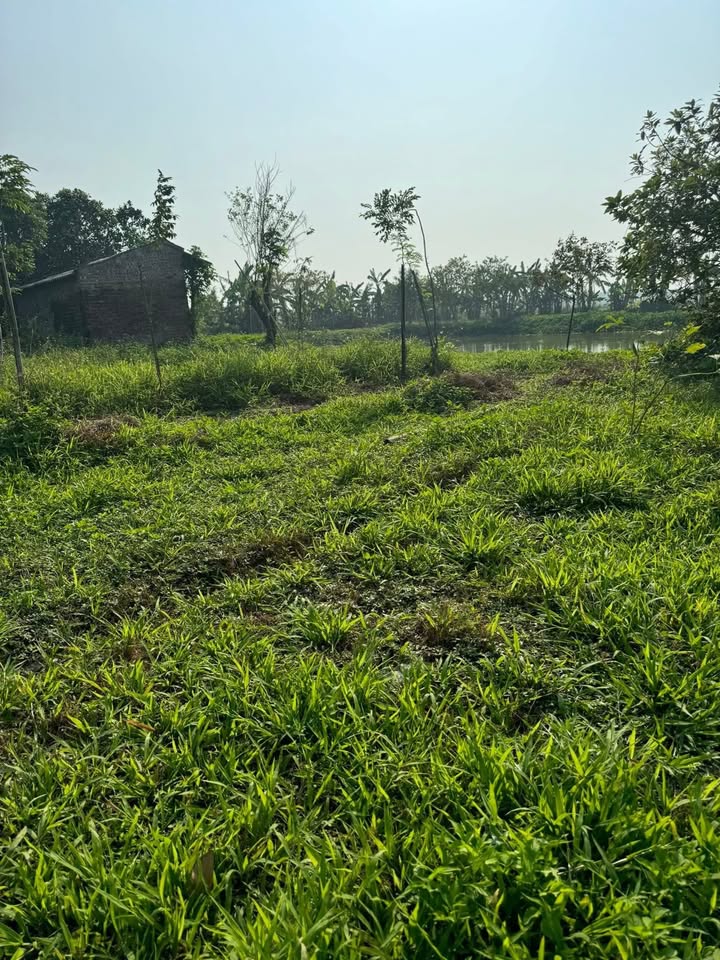 Đất thổ cư 236m² tại xóm 13, Mỹ Hà - Giá chỉ 7xx triệu, chính chủ bán gấp!