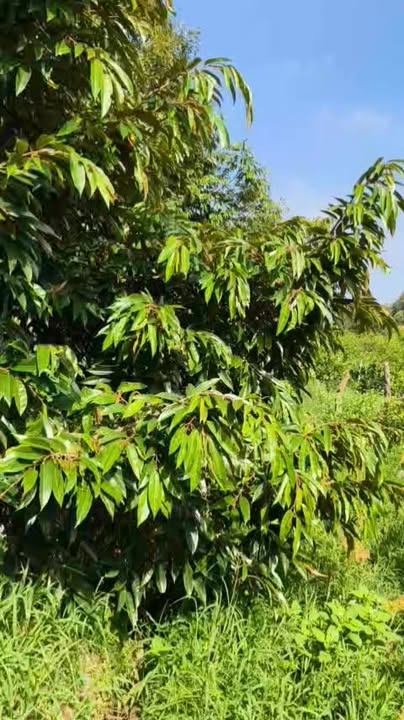 Farm 1000m² tại Hòa Khánh, Cái Bè - Cây sầu riêng 6 năm, giá chỉ 800 triệu!