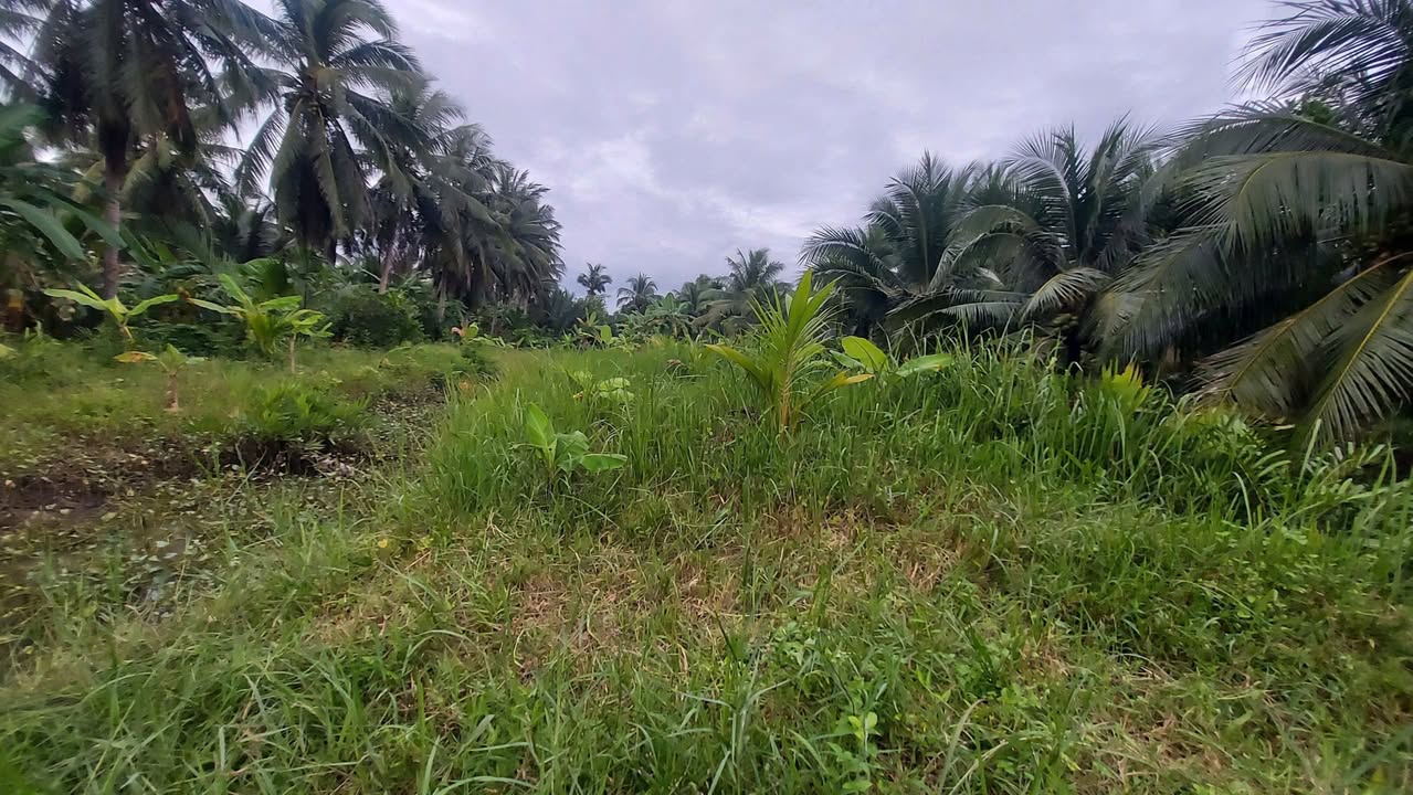 Đất vườn Phường An Hội, Vĩnh Long 1327m² giá 980 triệu - Cơ hội đầu tư hấp dẫn!