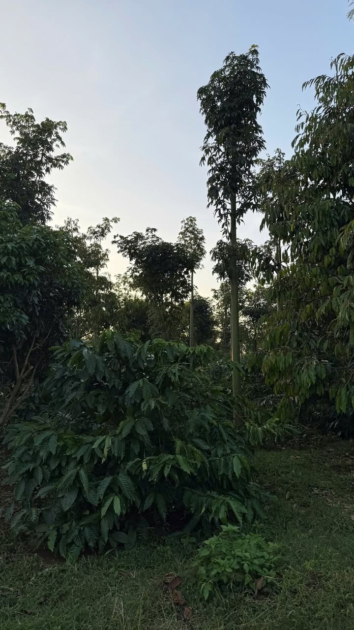 Đất Farm Hòa Đông Krông Pắc 5.4 sào giá 2.9 tỷ - Cơ hội đầu tư tuyệt vời!