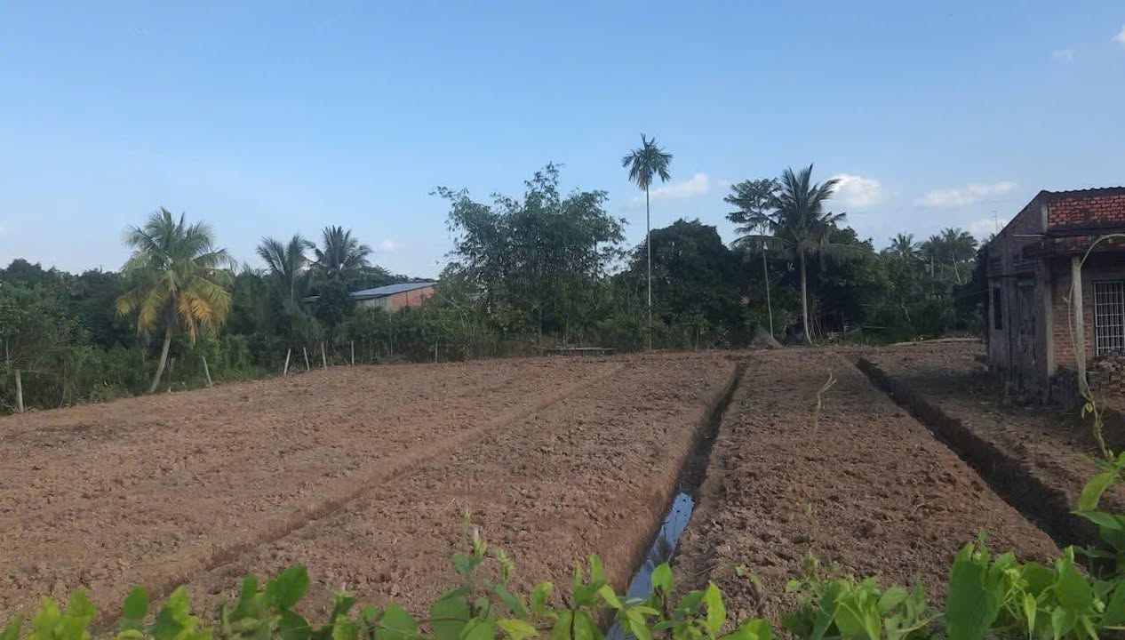 Đất Thổ Cư 3600m² tại Vĩnh Hòa, Chợ Lách giá 680 triệu - Cơ hội đầu tư tuyệt vời!