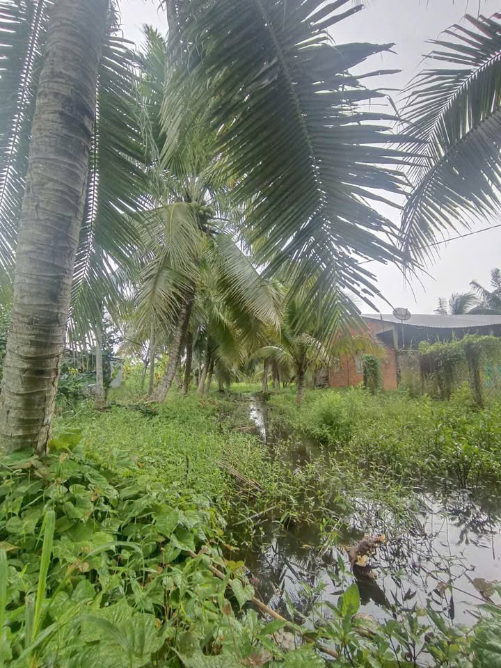 Đất CLN 310m² tại phường Phú Tân, TP Bến Tre - Giá chỉ 660 triệu!