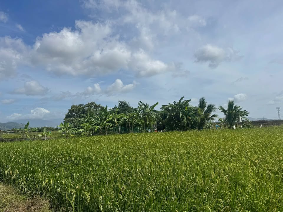 Đất nền nông nghiệp Phước Trung 40000m² giá 3.2 tỷ - Tiềm năng đầu tư lớn!