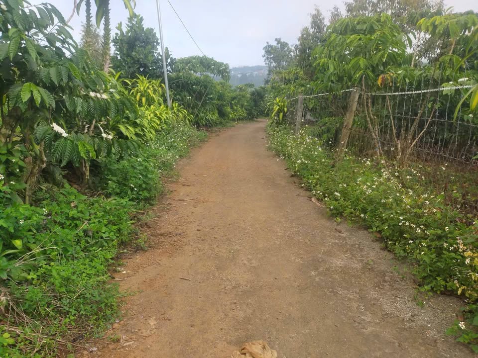 Đất nền hẻm nhựa 89 Phùng Hưng, Lộc Tiến, Bảo Lộc 500m² - Giá chỉ 1.3 tỷ!