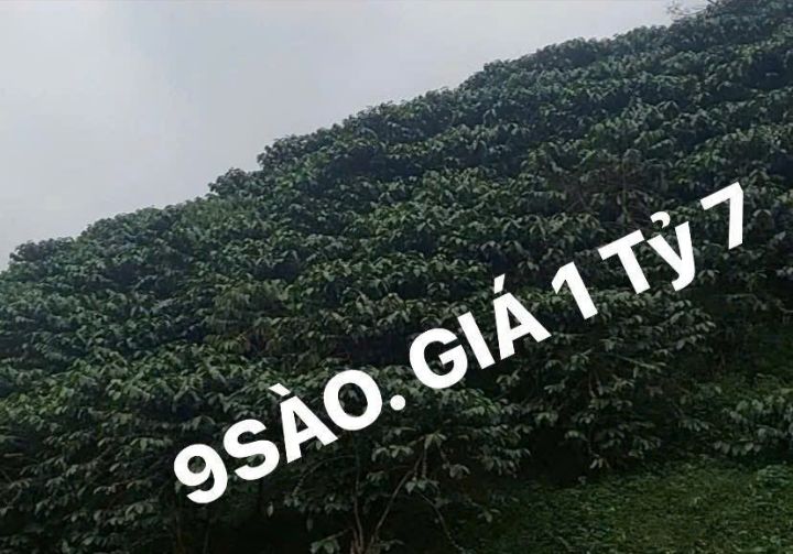 Đất nền Đại Lào Bảo Lộc 36,000m² giá 1.7 tỷ - Cơ hội đầu tư hấp dẫn!