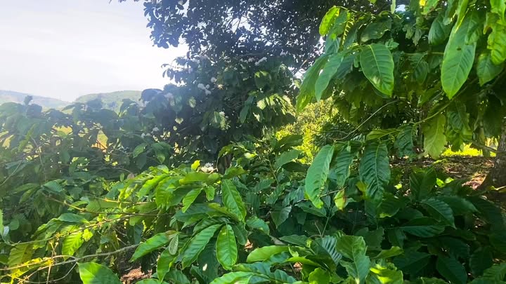 Đất nền Tân Nghĩa, Di Linh 10,800m² giá 6.2 tỷ - View sông hấp dẫn!