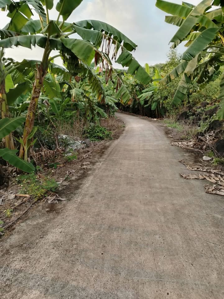 Đất trồng chuối 3348m² xã Dầu Giây giá 2.325 tỷ - Mặt tiền 52m đường bê tông