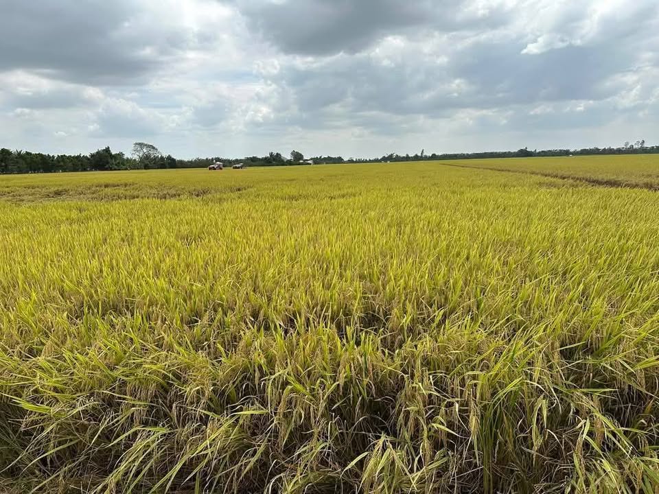 Đất nông nghiệp 20 công tại Vĩnh Chánh, Thoại Sơn - Giá chỉ 2 tỷ!