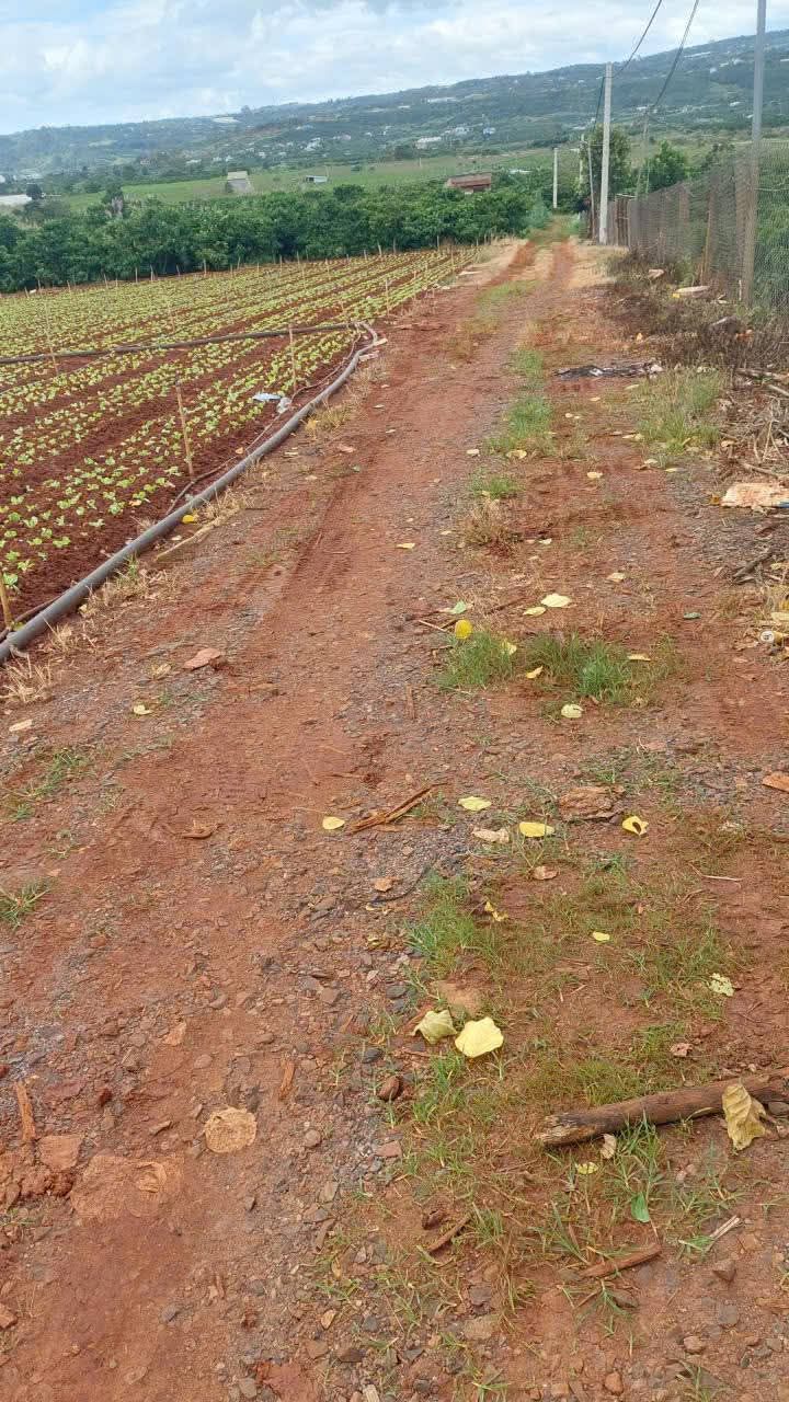 Đất nền 6 sào Tân Hội, Đức Trọng giá 3 tỷ - Cơ hội đầu tư hấp dẫn!