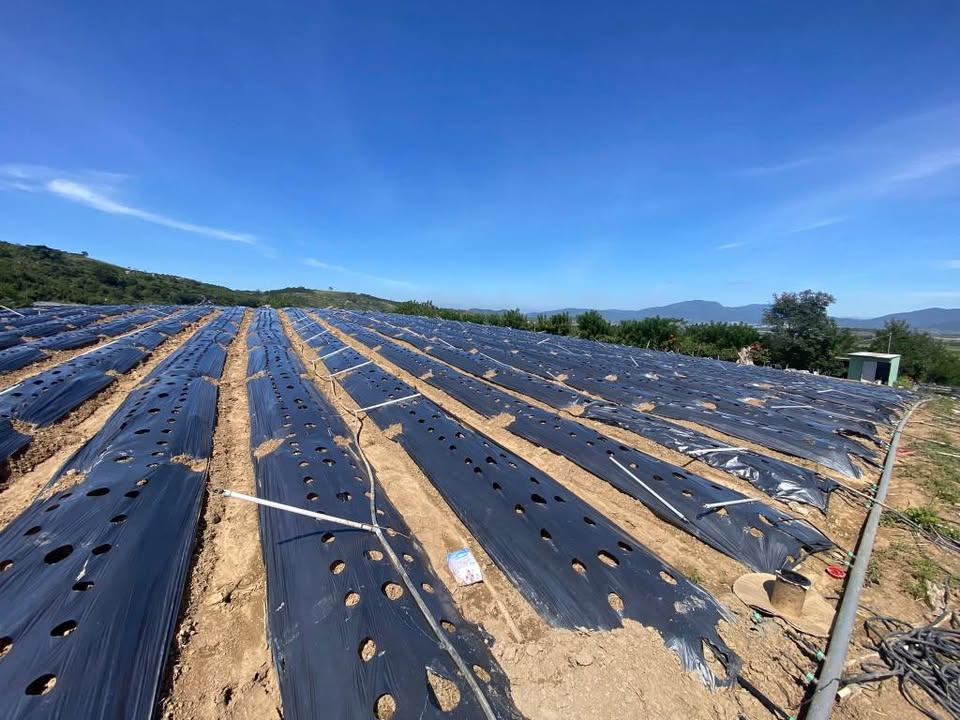 Đất nền 8000m² xã Tu Tra, Đơn Dương - Giá chỉ 9.216 tỷ, sẵn chòi điện nước!