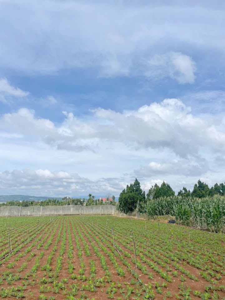 Đất nền 9.500m² tại Ba Cản, Tân Hội - Giá chỉ 4.6 tỷ, đầu tư sinh lời!