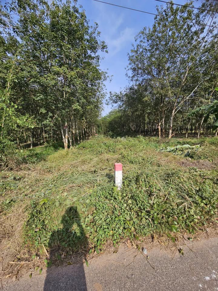 Đất thổ cư đường DH618, Bàu Bàng, 14300m² giá 2 tỷ - Cơ hội đầu tư hấp dẫn!