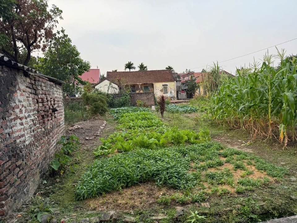 Đất nền tại Trung Chính, Lương Tài, Bắc Ninh 101m² - Đường lớn thông thoáng!