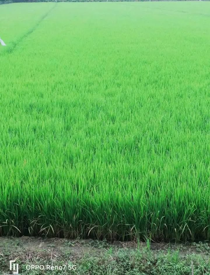 Đất nền Gáo Giồng, Cao Lãnh 16.000m² giá 1.6 tỷ - Đầu tư sinh lời bền vững!